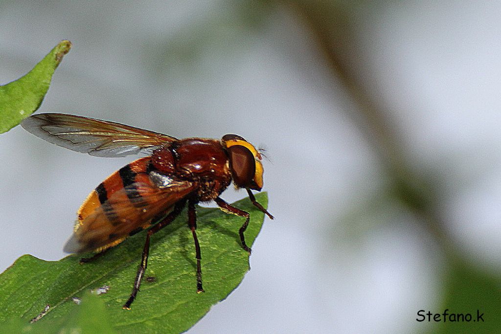 Femmina di Volucella zonaria